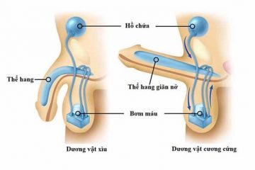 Cương cứng là gì? 5 Cách để dương vật cương cứng nhanh và lâu